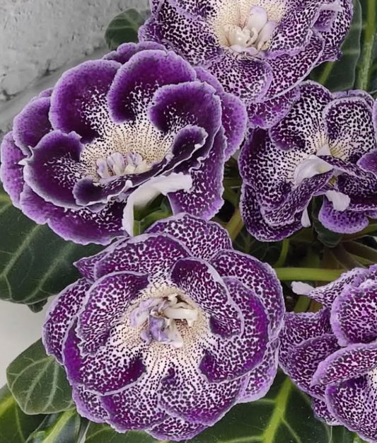 Gloxinia Little Moldovan girl 1 Bulb