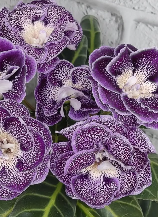 Gloxinia Little Moldovan girl 1 Bulb