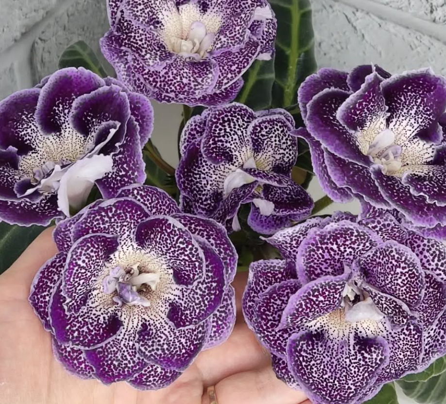 Gloxinia Little Moldovan girl 1 Bulb