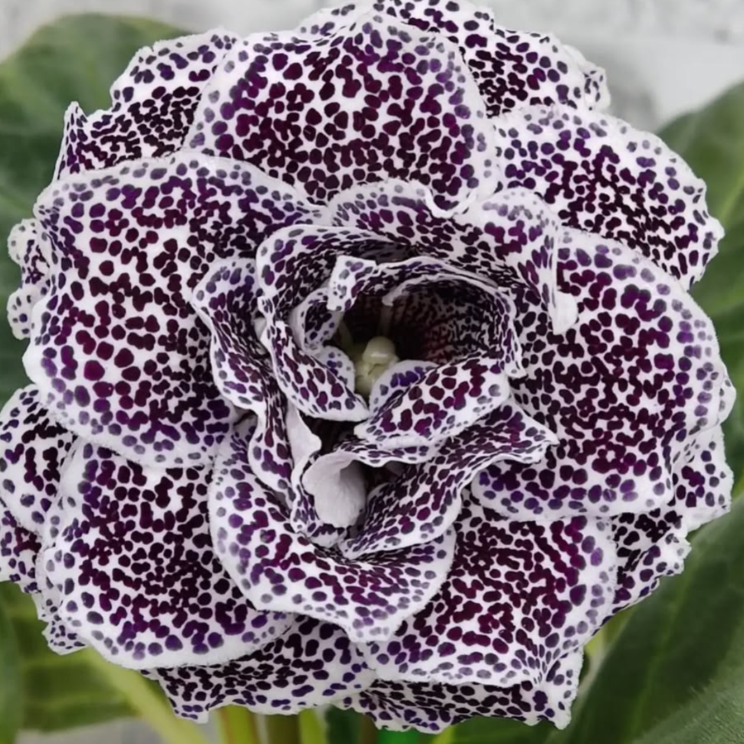 Gloxinia Black cherry 1 Bulb