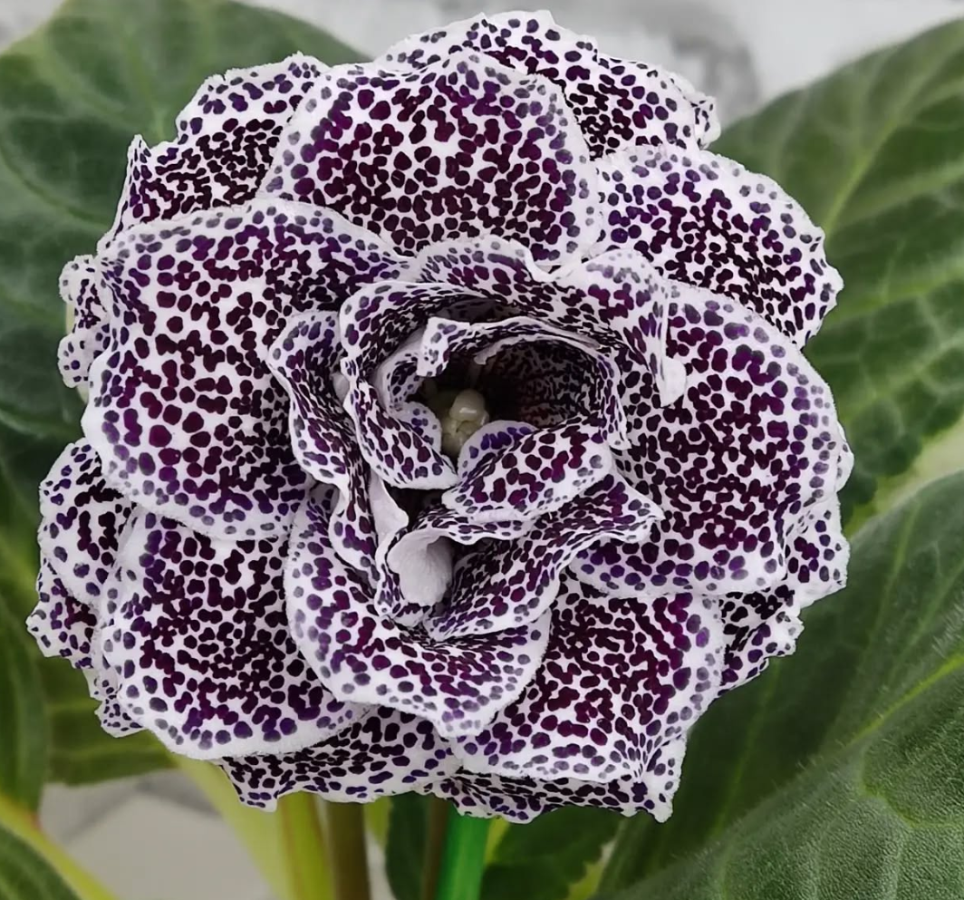 Gloxinia Black cherry 1 Bulb