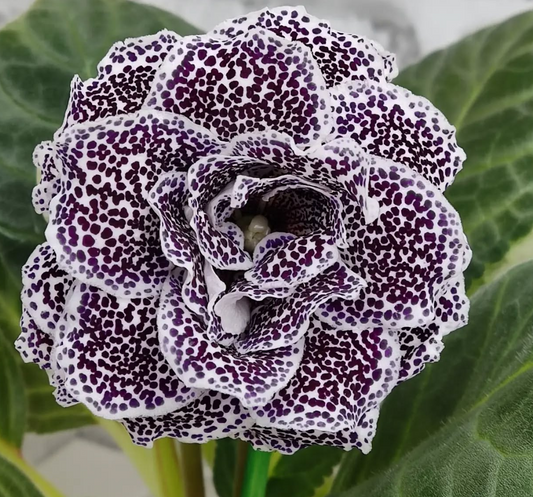 Gloxinia Black cherry 1 Bulb