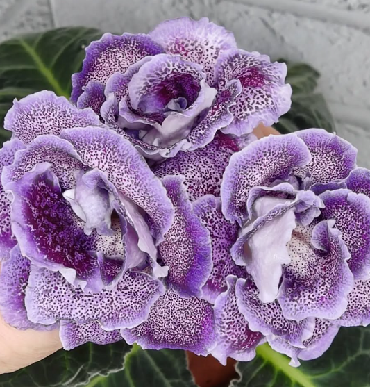 Gloxinia Moon Cat 1 Bulb