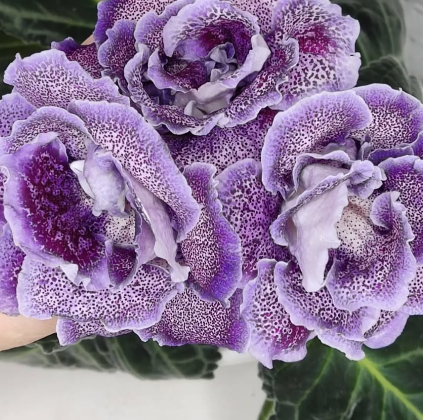 Gloxinia Moon Cat 1 Bulb