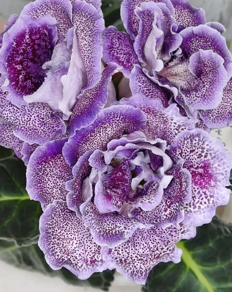 Gloxinia Moon Cat 1 Bulb