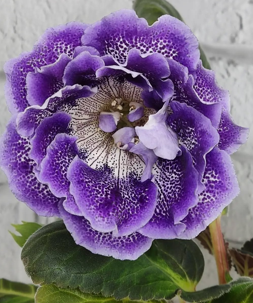 Gloxinia Grapevine 1 Bulb