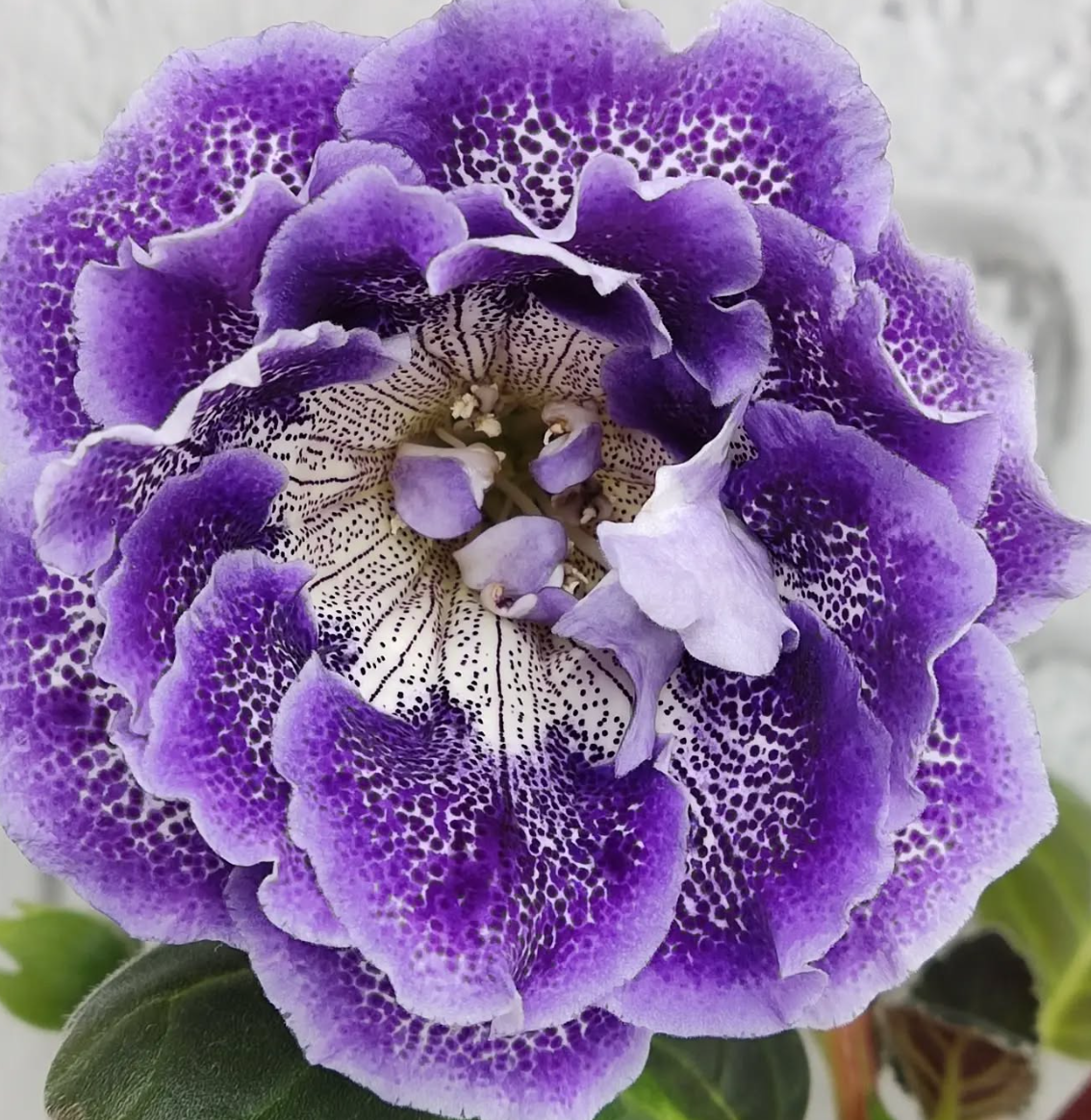 Gloxinia Grapevine 1 Bulb