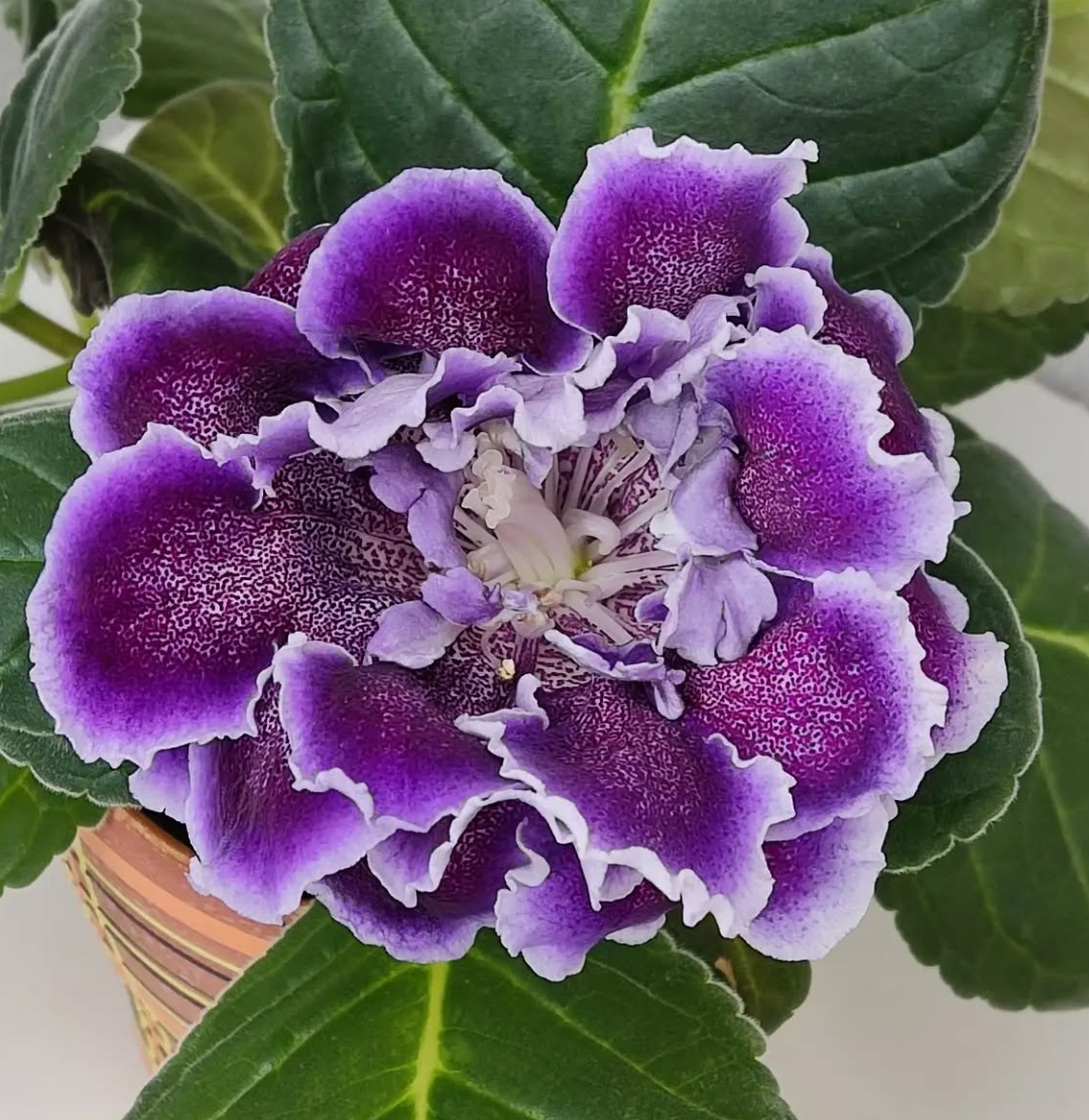 Gloxinia Flora 1 Bulb