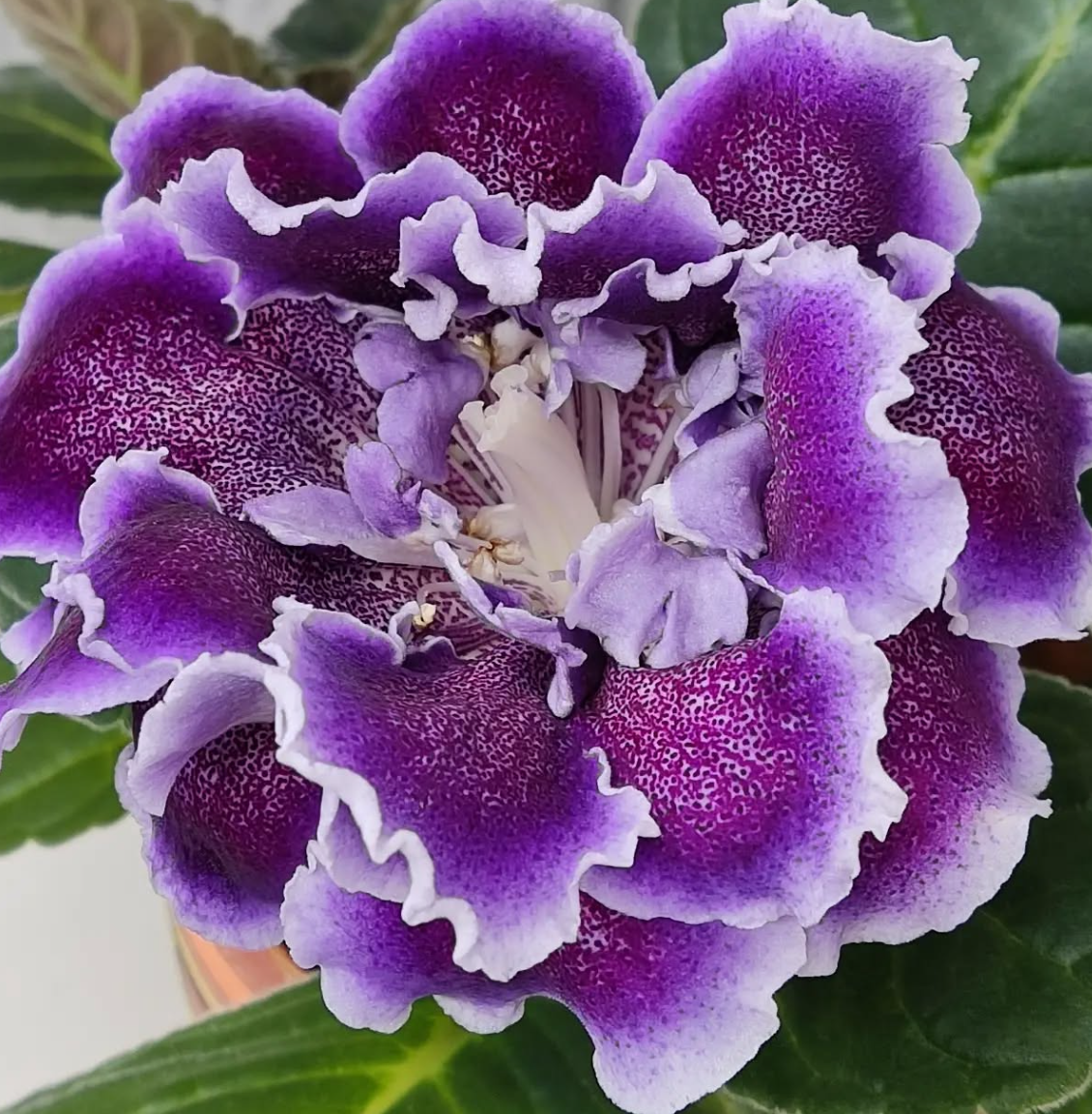 Gloxinia Flora 1 Bulb