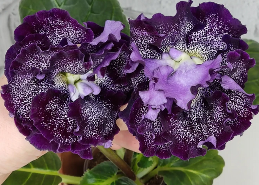 Gloxinia Elegance 1 Bulb