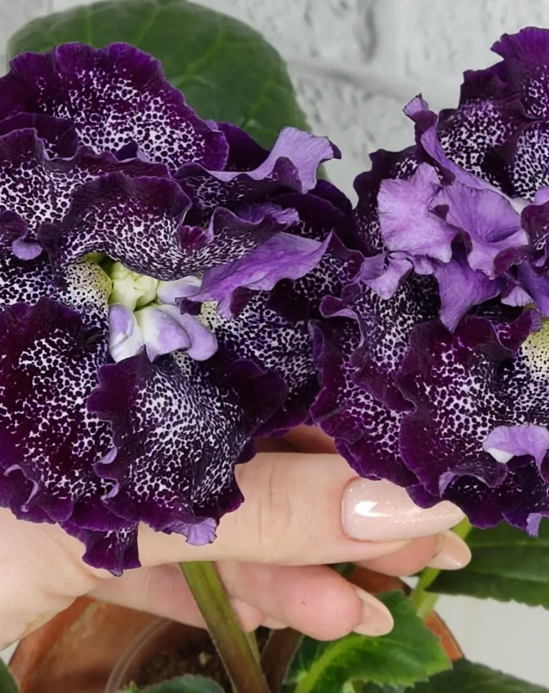 Gloxinia Elegance 1 Bulb