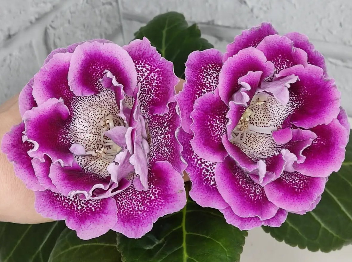 Gloxinia Massandra 1 Bulb