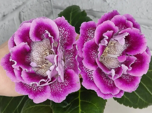 Gloxinia Massandra 1 Bulb