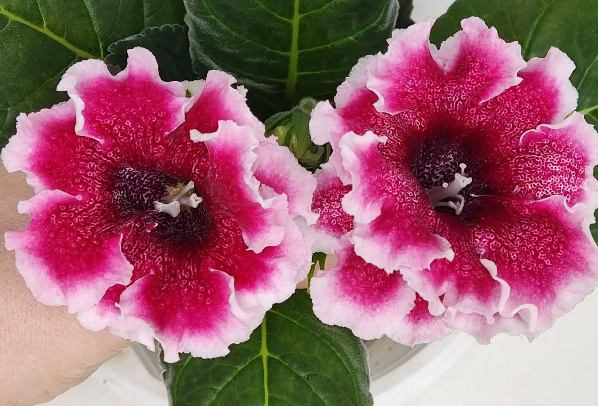 Gloxinia Caramel 1 Bulb