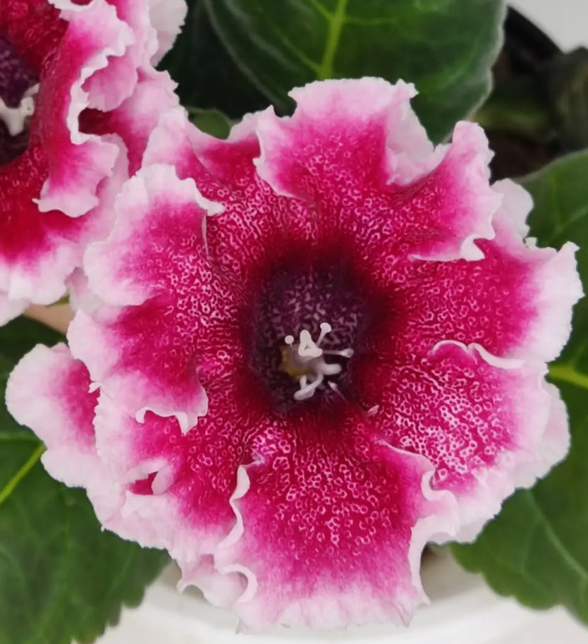 Gloxinia Caramel 1 Bulb
