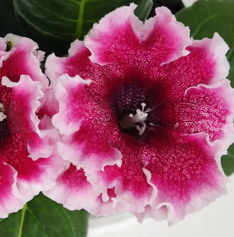 Gloxinia Caramel 1 Bulb