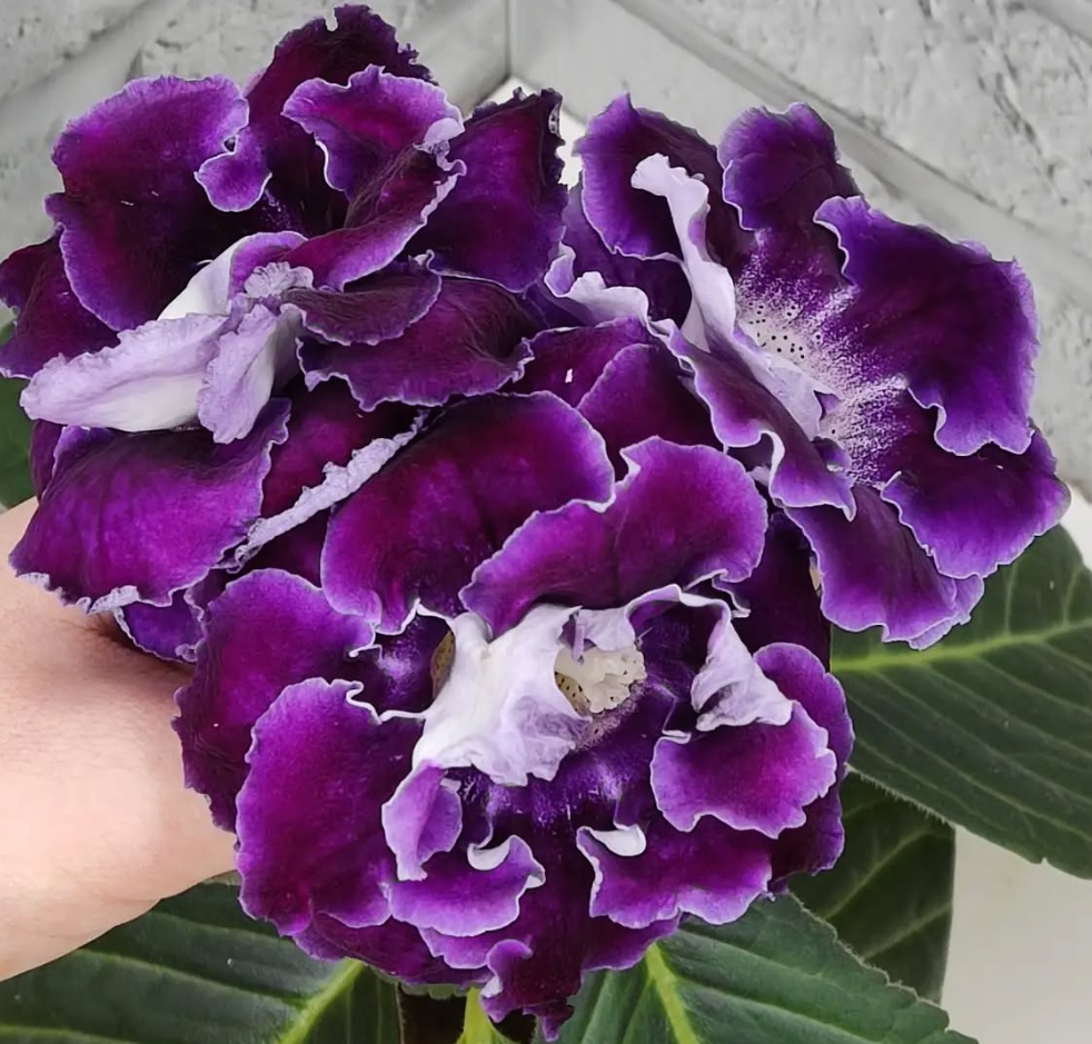Gloxinia Balinese Night 1 Bulb