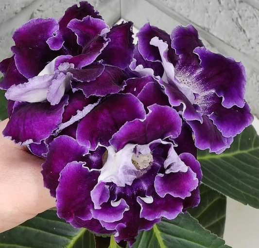 Gloxinia Balinese Night 1 Bulb