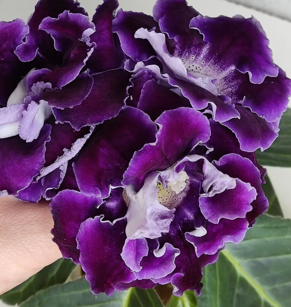Gloxinia Balinese Night 1 Bulb