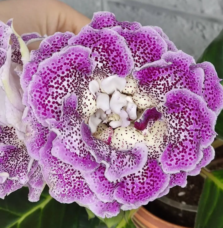 Gloxinia Pampanella 1 Bulb