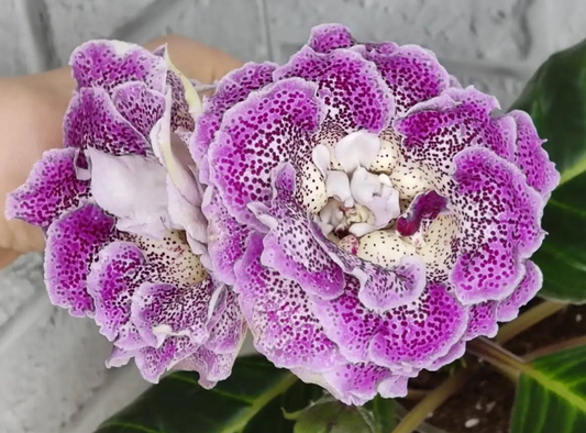 Gloxinia Pampanella 1 Bulb