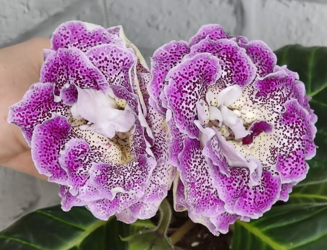 Gloxinia Pampanella 1 Bulb