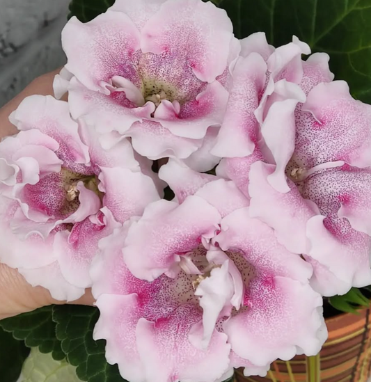 Gloxinia Appleblossom 1 Bulb