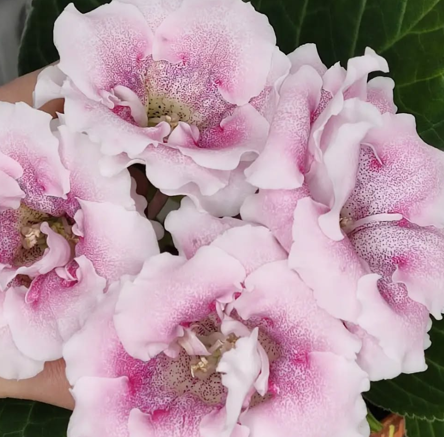 Gloxinia Appleblossom 1 Bulb