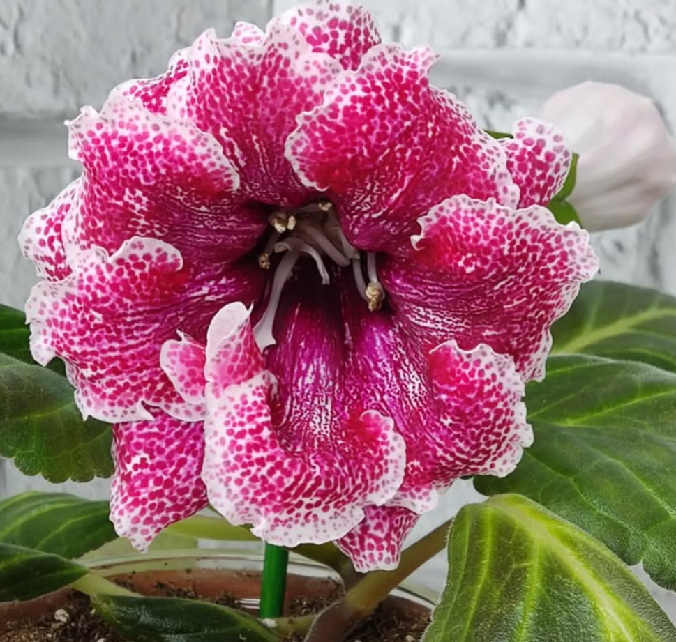 Gloxinia Magic of Dawn 1 Bulb