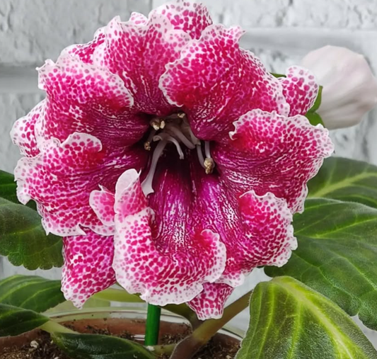 Gloxinia Magic of Dawn 1 Bulb