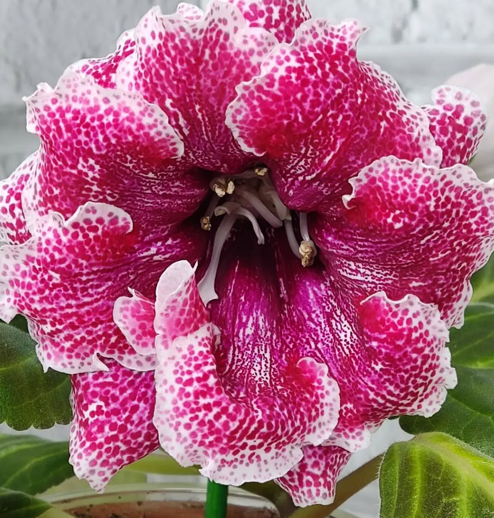 Gloxinia Magic of Dawn 1 Bulb