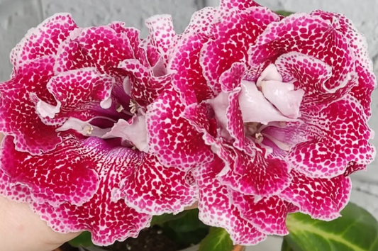 Gloxinia The Magic of Sunset 1 Bulb