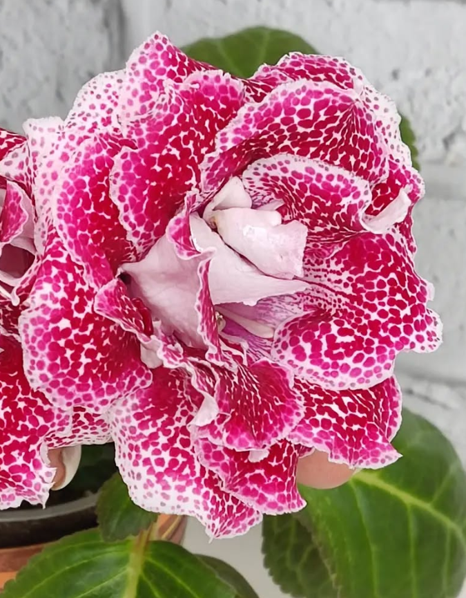 Gloxinia The Magic of Sunset 1 Bulb