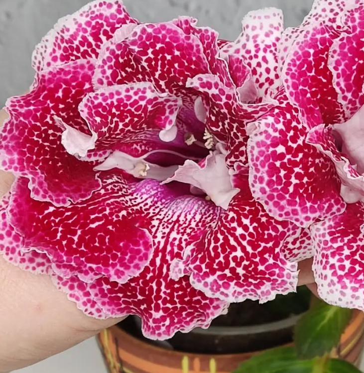 Gloxinia The Magic of Sunset 1 Bulb