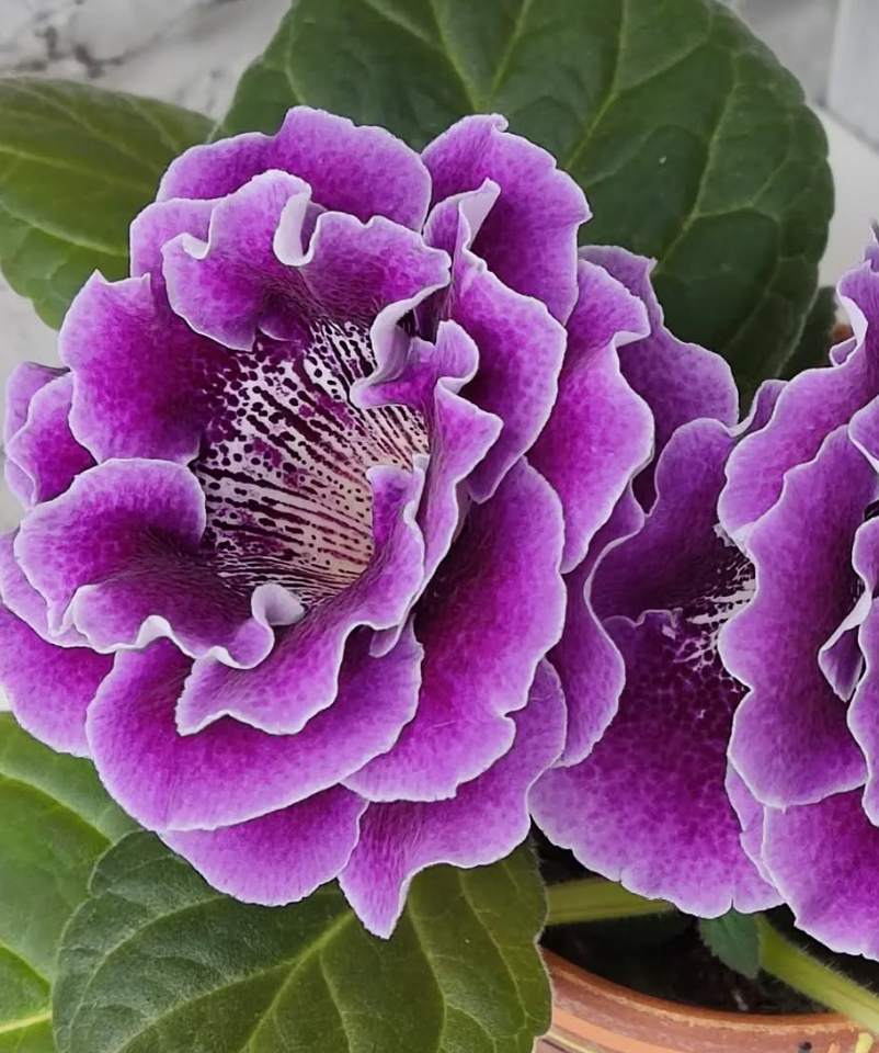 Gloxinia Stella 1 Bulb
