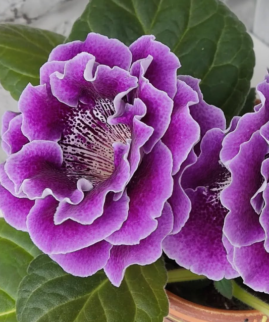 Gloxinia Stella 1 Bulb