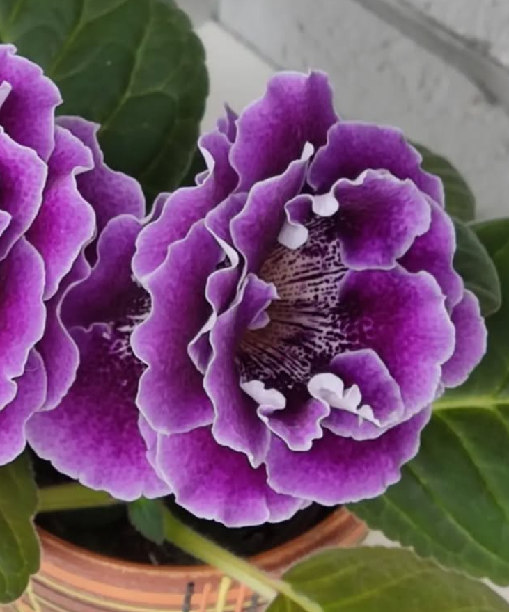 Gloxinia Stella 1 Bulb