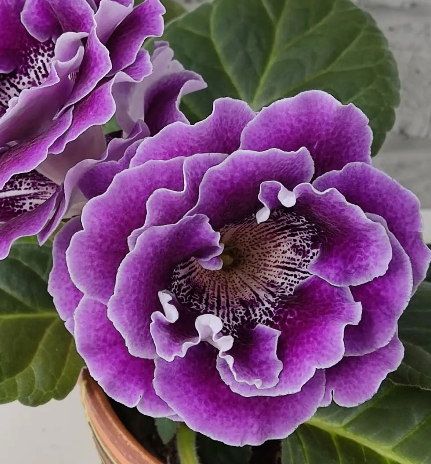 Gloxinia Stella 1 Bulb