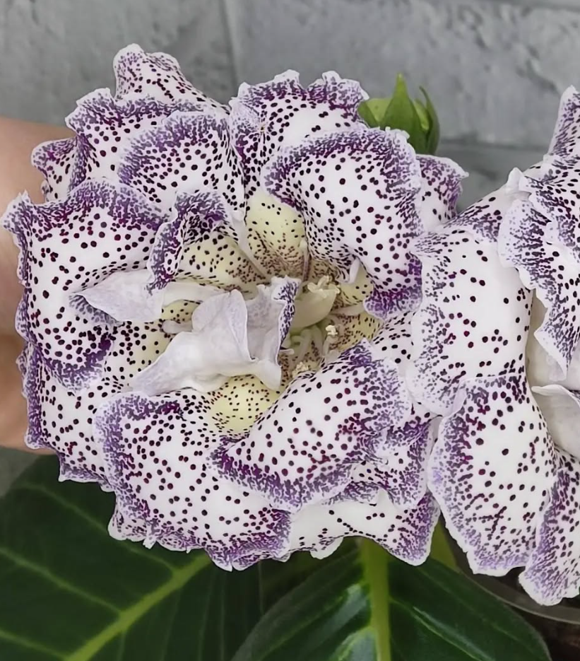 Gloxinia Harmony 1 Bulb