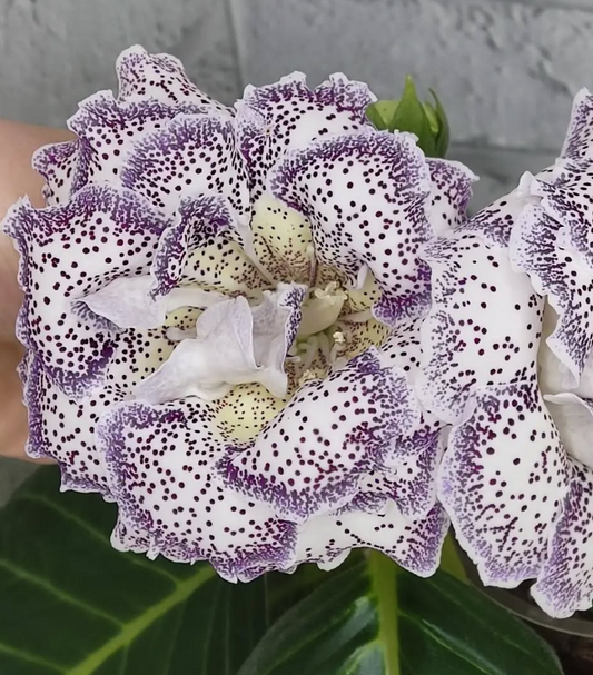 Gloxinia Harmony 1 Bulb