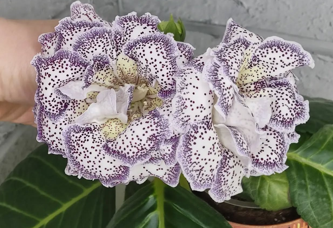 Gloxinia Harmony 1 Bulb