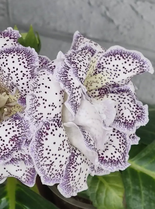 Gloxinia Harmony 1 Bulb