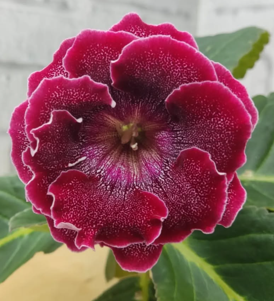 Gloxinia Brandenburg Concerto 1 Bulb