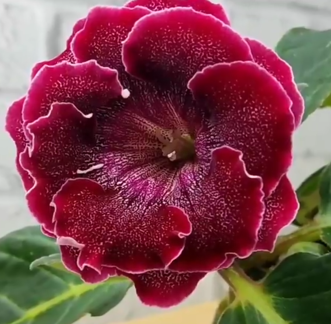 Gloxinia Brandenburg Concerto 1 Bulb