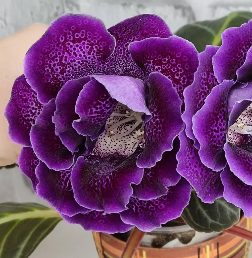 Gloxinia Poetess 1 Bulb