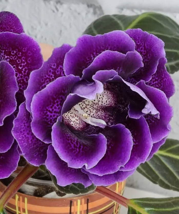 Gloxinia Poetess 1 Bulb