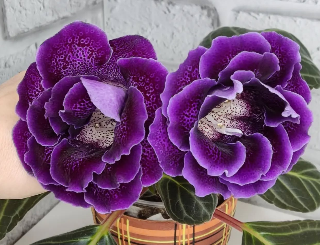 Gloxinia Poetess 1 Bulb