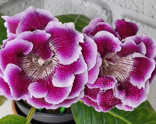 Gloxinia Evening Paris 1 Bulb
