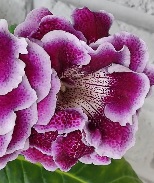 Gloxinia Evening Paris 1 Bulb