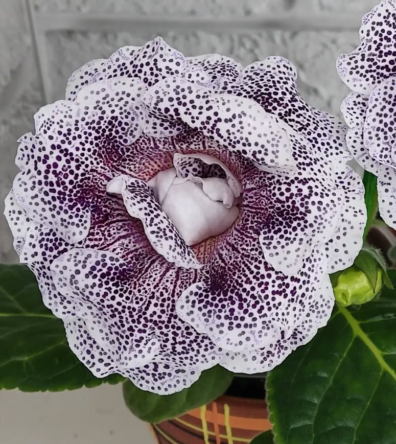 Gloxinia Blackberry Winter 1 Bulb